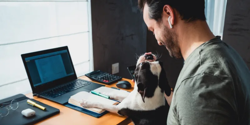 Man working at home or office and holding his liitle boston terrier dog and they are both looking at each other